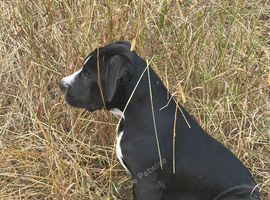English bull dox cross collie