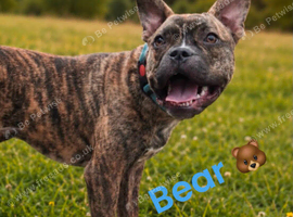 Beautiful  Bear