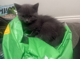 Kittens for sale