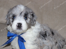 Aussiedoodle F1 Health Tested Parents