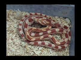 Baby amel corn snake with brand new faunarium
