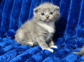 Kitten boy British Shorthair