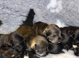 Schnauzer pups