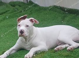 American bulldog