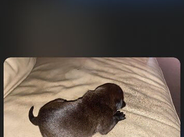1 puppy left