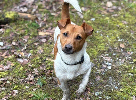 Proven miniature Jack Russell