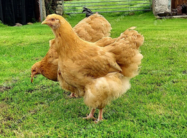 Orpington young pair
