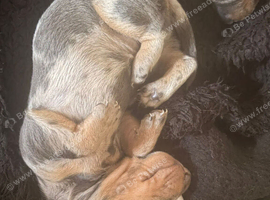 Dashhound puppies
