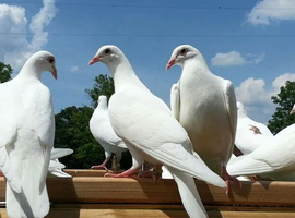 Pure white genuine white garden doves