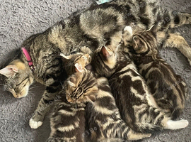 4 tabby cross bengal kittens for sale