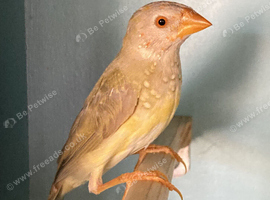 Young Yellow Faced Star Finches For Sale