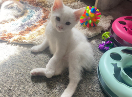 Male white kitten