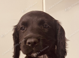 Sprocker puppies