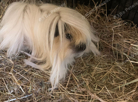 Norris the Guinea pig
