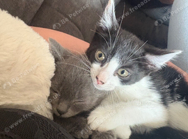 Kittens looking for their forever home