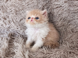 Persian kittens