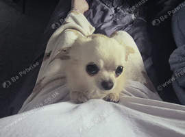 Male dog