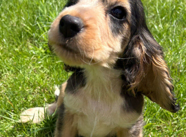 Beautiful Show Type Cocker Spaniels - 2 girls left