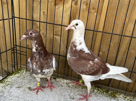 Long destination racers pigeons for sale in Birmingham