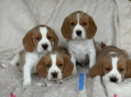 beagle x cavalier puppies