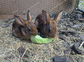 six baby Belgian hares ready to leave on the 21st