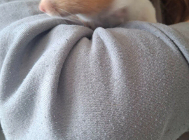 Syrian Hamster