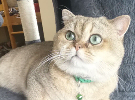 Lovely golden British shorthair