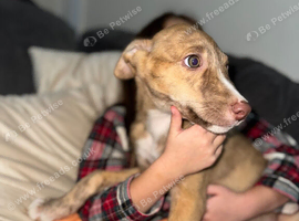 Bull grey kelpie colli saluki whippet