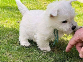 West Highland terrier Girl