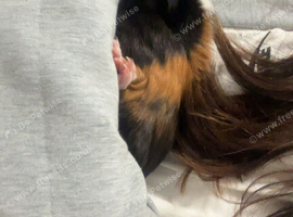 6 month old female guinea pig