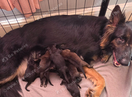 German shepherd puppies