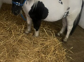 Mini Shetland filly
