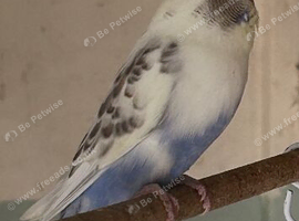 Baby budgie