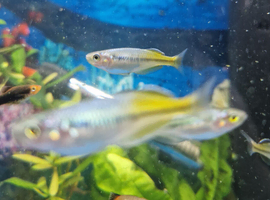 Bisemani Rainbow fish