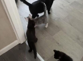 Two male kittens left.