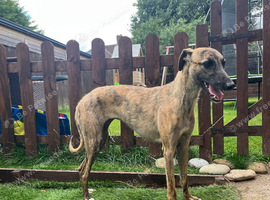 Bedlington whippet
