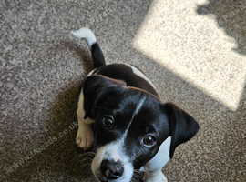 Jack Russell Male Puppy