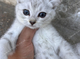 Scottishfold kittens