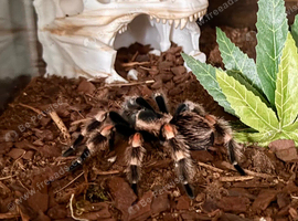 Mexican Red knee + complete set up.