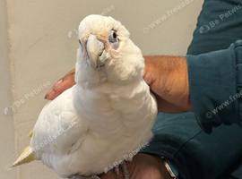 Hand reared beared eyed cockatoo