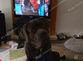 6 month old Male cane corso