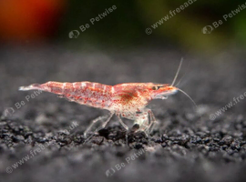 Cheap 15 Low Grade Red Shrimps, , comes with 10 Free Shrimps