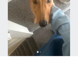 Italian greyhound