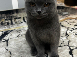 Friendly & Energetic 5-Month-Old Blue (grey) Scottish Fold Boy