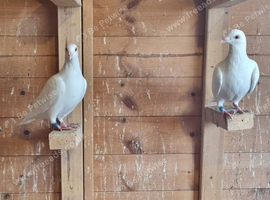Pure white ludo classens racing pigeon for sale