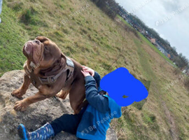 FOREVER HOME NEEDED!