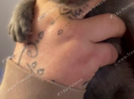Kitten Ragdoll crosses