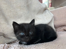 Two Beautiful Boy Kittens For Sale