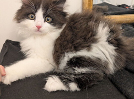 Snowshoe x British Longhair Kittens