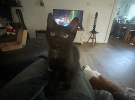 Very loving little black kittens